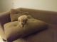Golden Retriever Puppies for sale in Concord, NC, USA. price: $800