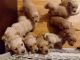 Golden Retriever Puppies for sale in Conewango Valley, NY 14726, USA. price: NA