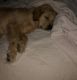 Golden Retriever Puppies for sale in Winston-Salem, NC, USA. price: NA