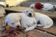Golden Retriever Puppies for sale in McKinney, TX, USA. price: $1,000