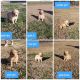 Golden Retriever Puppies for sale in Rainsville, AL, USA. price: $700