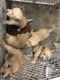 Golden Retriever Puppies for sale in Fouke, AR 71837, USA. price: NA