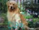Golden Retriever Puppies for sale in Bethel, PA 19507, USA. price: NA