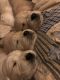 Golden Retriever Puppies for sale in Texarkana, TX, USA. price: NA