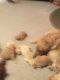 Golden Retriever Puppies for sale in Laramie, WY, USA. price: $1,000