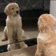 Golden Retriever Puppies for sale in North Brunswick Township, NJ, USA. price: $1,000