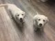 Golden Retriever Puppies for sale in Champaign County, OH, USA. price: NA