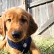 Golden Retriever Puppies for sale in Indianapolis, IN, USA. price: $850
