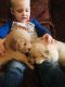 Golden Retriever Puppies for sale in Melber, KY, USA. price: NA