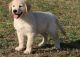Golden Retriever Puppies for sale in Lansing, MI, USA. price: $500