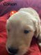 Golden Retriever Puppies for sale in Cheyenne, WY, USA. price: $1,000