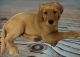 Golden Retriever Puppies for sale in Salem, OR, USA. price: $1,000