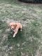 Golden Retriever Puppies for sale in Bayonne, NJ, USA. price: NA