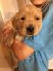 Golden Retriever Puppies for sale in Wamego, KS 66547, USA. price: NA