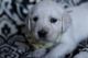 Golden Retriever Puppies for sale in Greeneville, TN, USA. price: $1,900