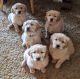 Golden Retriever Puppies for sale in Medford, OR, USA. price: $800