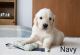 Golden Retriever Puppies for sale in Seattle, WA, USA. price: $550