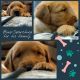 Golden Retriever Puppies for sale in Hermiston, OR 97838, USA. price: NA