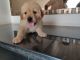 Golden Retriever Puppies for sale in Electronics City Phase 1, Electronic City, Bengaluru, Karnataka 560100, India. price: 20000 INR