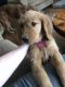 Golden Retriever Puppies for sale in Georgetown, KY 40324, USA. price: $550