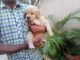 Golden Retriever Puppies for sale in Bani Park, Jaipur, Rajasthan 302016, India. price: 25000 INR
