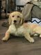 Golden Retriever Puppies for sale in Aurora, CO, USA. price: $1,200