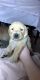 Golden Retriever Puppies for sale in West Babylon, NY, USA. price: NA