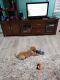 Golden Retriever Puppies for sale in Levittown, NY, USA. price: NA