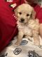 Golden Retriever Puppies for sale in 10827 Banana Ave, Fontana, CA 92337, USA. price: NA
