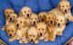 Golden Retriever Puppies for sale in Richmond, VA, USA. price: $600