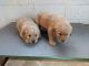 Golden Retriever Puppies for sale in 648 W 1400 N, North Manchester, IN 46962, USA. price: NA