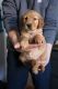 Golden Retriever Puppies for sale in Caldwell, ID, USA. price: $900