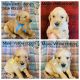 Golden Retriever Puppies for sale in Caldwell, OH 43724, USA. price: NA