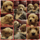 Golden Retriever Puppies for sale in Sorento, IL 62086, USA. price: $800