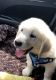 Golden Retriever Puppies for sale in Crossings Dr, Millbrook, AL 36054, USA. price: NA