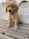 Golden Retriever Puppies for sale in Cary, NC, USA. price: NA