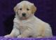 Golden Retriever Puppies for sale in Detroit, MI, USA. price: $600