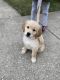 Golden Retriever Puppies for sale in W Peterson Ave & N Pulaski Rd, Chicago, IL 60646, USA. price: NA