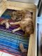 Golden Retriever Puppies for sale in Martinez, CA 94553, USA. price: $1,500