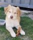 Golden Retriever Puppies for sale in Colorado Springs, CO 80920, USA. price: NA