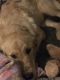 Golden Retriever Puppies for sale in Redding, CA, USA. price: $800