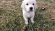 Golden Retriever Puppies for sale in Raleigh, NC, USA. price: NA