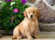 Golden Retriever Puppies for sale in Salina, KS, USA. price: NA