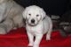 Golden Retriever Puppies for sale in Oakland, CA, USA. price: NA