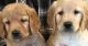 Golden Retriever Puppies for sale in Newport Beach, CA, USA. price: NA