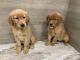Golden Retriever Puppies for sale in Iowa City, IA, USA. price: NA