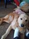 Golden Retriever Puppies for sale in Duplin County, NC, USA. price: NA