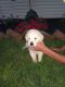 Golden Retriever Puppies for sale in Cecilton, MD, USA. price: NA