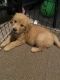 Golden Retriever Puppies for sale in McLean, VA, USA. price: $2,500