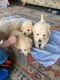 Golden Retriever Puppies for sale in Peoria, IL, USA. price: NA